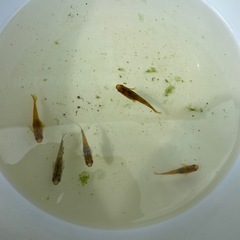 【めだか】　ラメ入り　めだか　5匹の画像