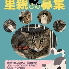 親子猫ちゃんの里親さん募集。