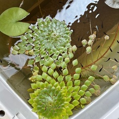 メダカ水草エビの画像