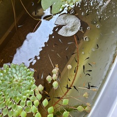 メダカ水草エビの画像