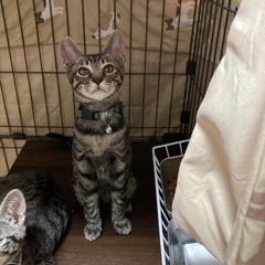 穏やかなみどりくん