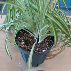 観葉植物（オリヅルラン、中斑）の画像