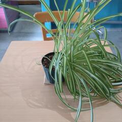 観葉植物（オリヅルラン、中斑）の画像