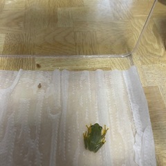 モリアオガエルベビーの画像