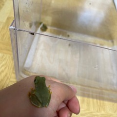 モリアオガエルベビーの画像