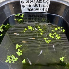 リピーター様限定‼️ミックスめだか6匹あげますの画像