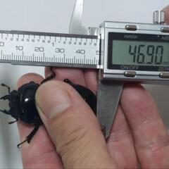 国産オオクワガタ能勢ＹG成虫♂2頭♀3頭⑩(ブリードまだ間に合います。昨年、この兄弟で10月の割り出しで、幼虫体重36gまでいきました。)の画像
