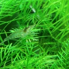 ミナミヌマエビ　1匹　10円　47の画像