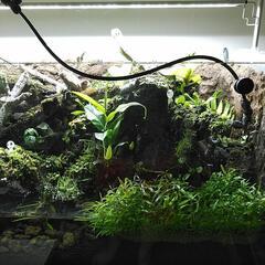テラリュウムの画像