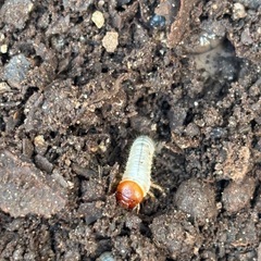 国産カブトムシ幼虫初令　10匹の画像