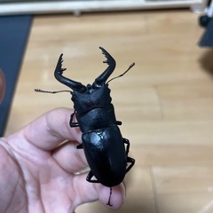 ノコギリクワガタ　ペアの画像