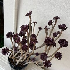 黒法師　アエオニウム　(多肉植物)　2000円にての画像