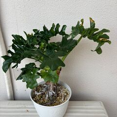 フィロデンドロン　セローム　スーパーアトム　(観葉植物)　2000円の画像