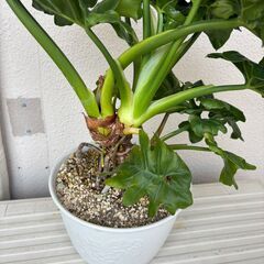フィロデンドロン　セローム　スーパーアトム　(観葉植物)　2000円の画像