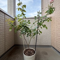 バラ　苗　 ローズアントワネット　　デルバールの画像
