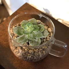 多肉植物テラリウムの画像