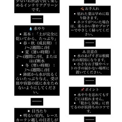 多肉植物テラリウムの画像