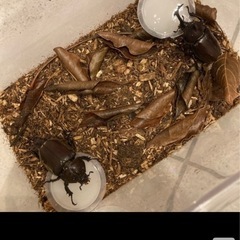 カブトムシの画像