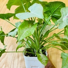 観葉植物 シンゴニウム　ミルクコンフェティ（ダズルカラー）　大容量　鉢ごとの画像