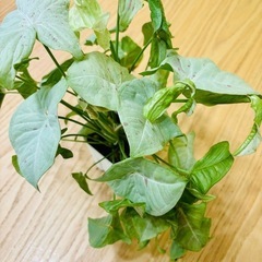 観葉植物 シンゴニウム　ミルクコンフェティ（ダズルカラー）　大容量　鉢ごとの画像