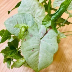 観葉植物 シンゴニウム　ミルクコンフェティ（ダズルカラー）　大容量　鉢ごとの画像