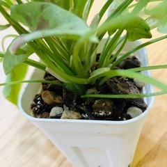 観葉植物 シンゴニウム　ミルクコンフェティ（ダズルカラー）　大容量　鉢ごとの画像