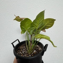 シンゴニウム　鉢ごとの画像