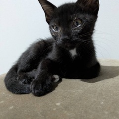 黒猫男の子の里親さん決定！