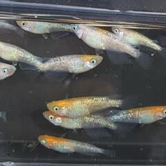 めだか⭐『王華』⭐の画像