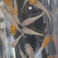 めだか⭐『王華』⭐の画像