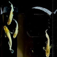種親におすすめ！エメキン2ペアの画像