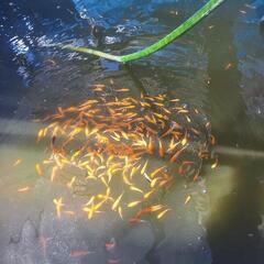 錦鯉稚魚販売開始‼️【選別漏れ】の画像
