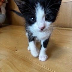 子猫の里親募集‼️