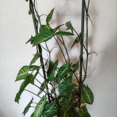 シンゴニウムの画像