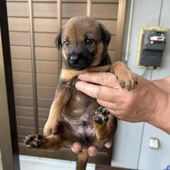 焦げ茶色可愛い男の子