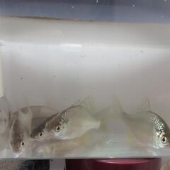 天然採取個体。カネヒラタナゴ10匹セット。の画像