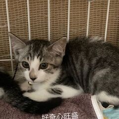 代理で里親さん募集します！