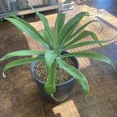 Agave　アガベ　アテナータの画像