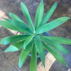 Agave　アガベ　アテナータの画像