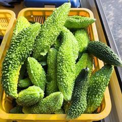 野菜　ナスビ　ゴーヤーの画像