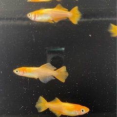 受付中🔴成魚4匹  オス1メス3 プラチナ牡丹 めだか ヒカリ体型 可愛いメダカ の画像