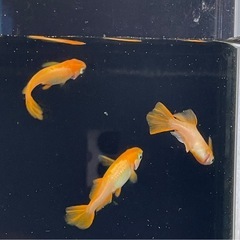 受付中🔴成魚4匹  オス1メス3 プラチナ牡丹 めだか ヒカリ体型 可愛いメダカ の画像