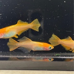 受付中🔴成魚4匹  オス1メス3 プラチナ牡丹 めだか ヒカリ体型 可愛いメダカ の画像