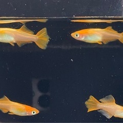 受付中🔴成魚4匹  オス1メス3 プラチナ牡丹 めだか ヒカリ体型 可愛いメダカ の画像