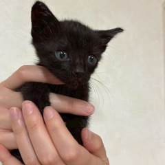 可愛い黒猫ちゃんです