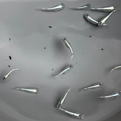 メダカ　極龍  稚魚〜若魚の画像