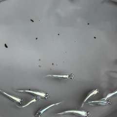 メダカ　極龍  稚魚〜若魚の画像
