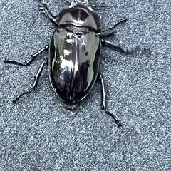 ニジイロクワガタ ホワイトアイ ペアの画像