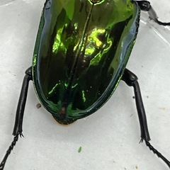 ニジイロクワガタ ホワイトアイ ペアの画像