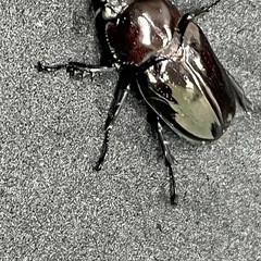 ニジイロクワガタ ホワイトアイ ペアの画像